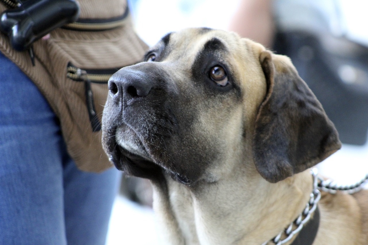 The Unique Characteristics of the Fila Brasileiro